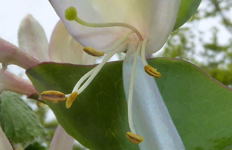 Lonicera caprifolium - Caprifoliaceae